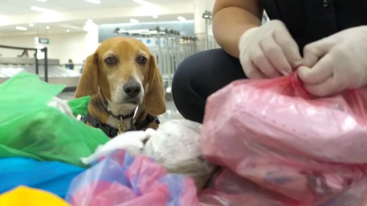 Beagle Brigade at Hartsfield Jackson Airport