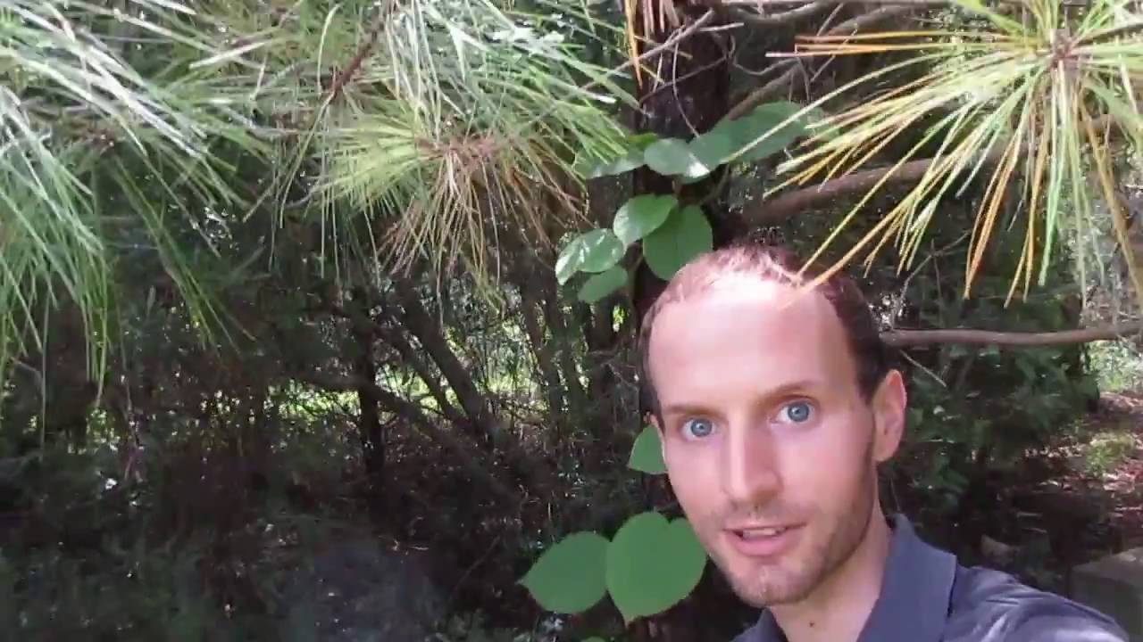 Under the Kiwi-Pine