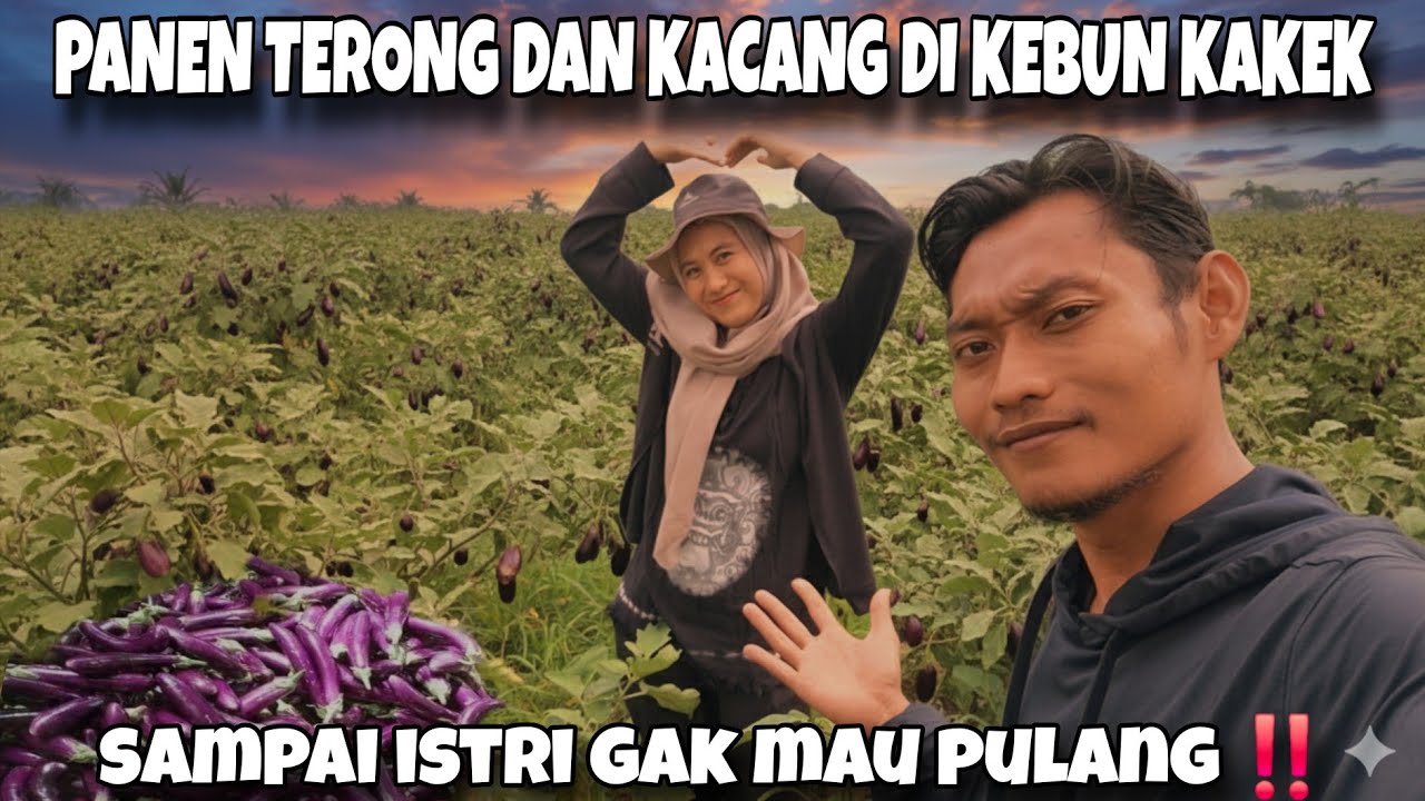 ISTRIKU GAK AKAN NOLAK DI AJAK KESINI //PANEN TERONG DI KEBUN KAKEK BERSMA ISTRI