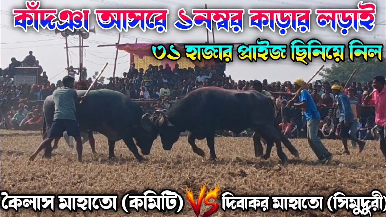 কাঁদঞা আসরে ১নম্বর কাড়ার লড়াই ৩১ হাজার প্রাইজ ছিনিয়ে নিল 
