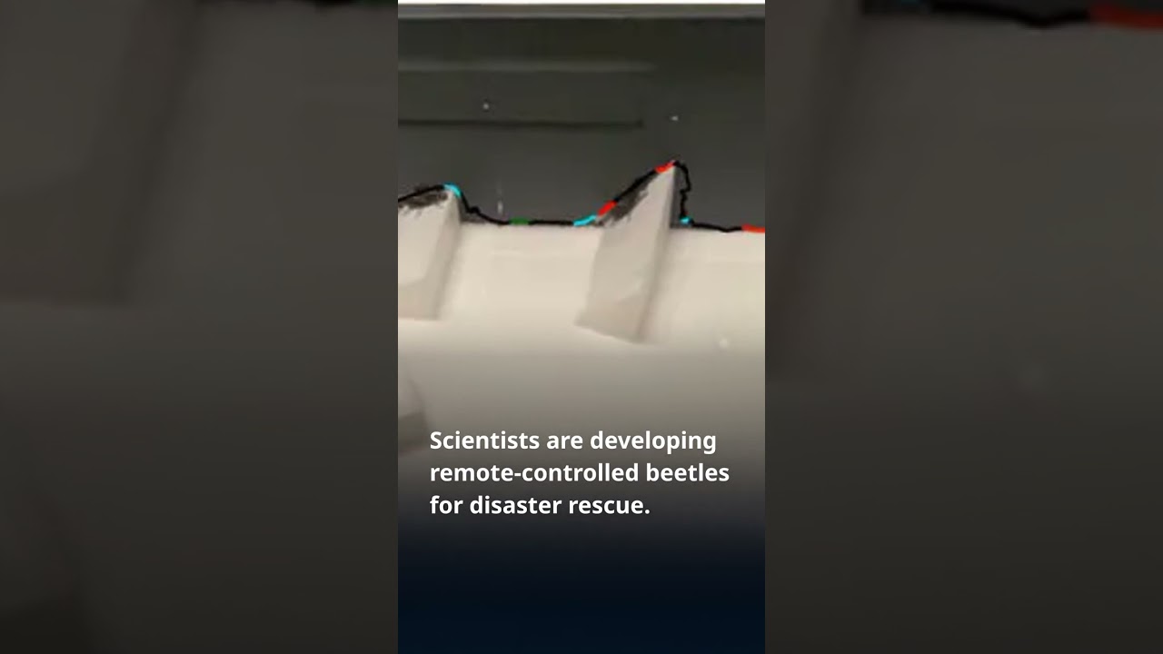 Cyborg Beetles: Future of Disaster Rescue?