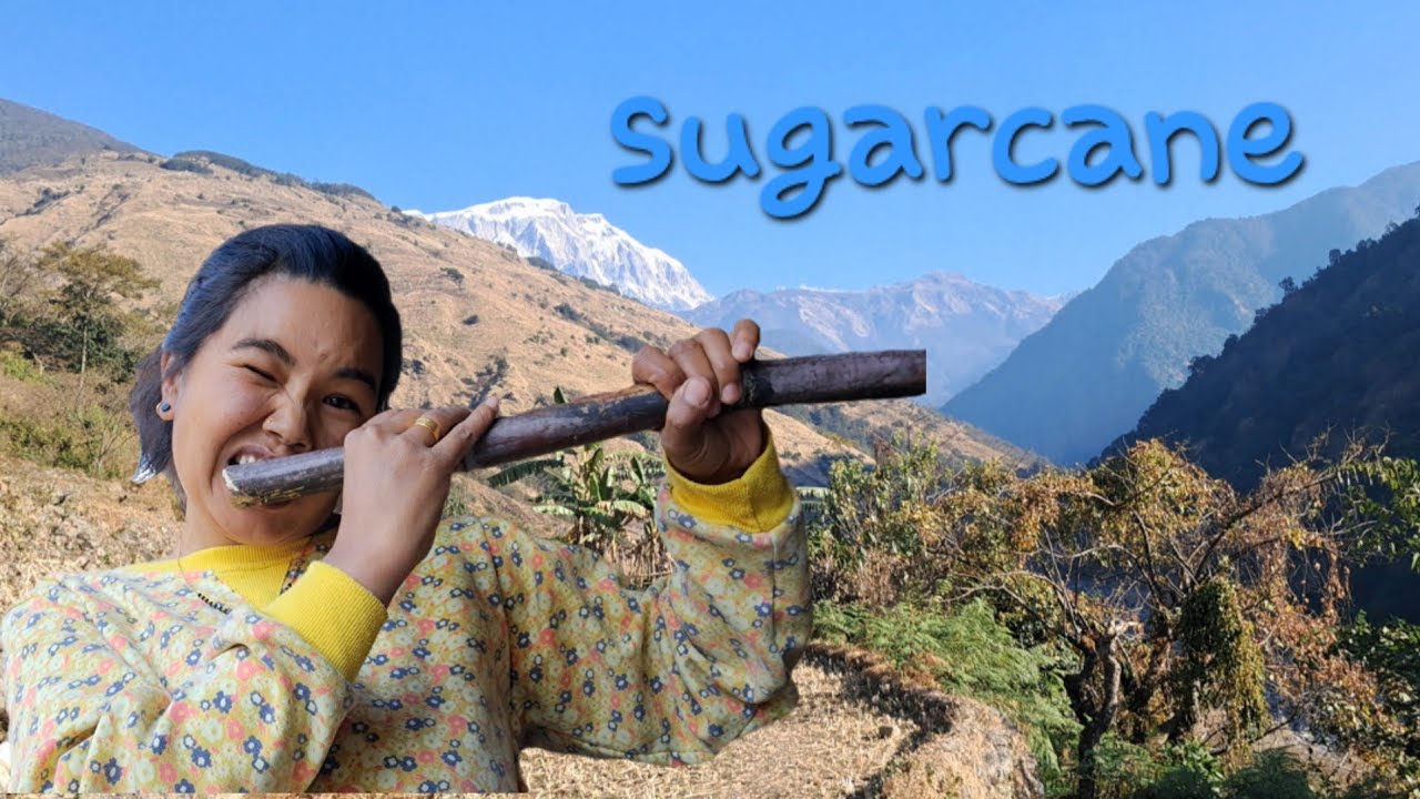 उखु (sugarcane) || sunny day #sweetday @saaileegrg9578 