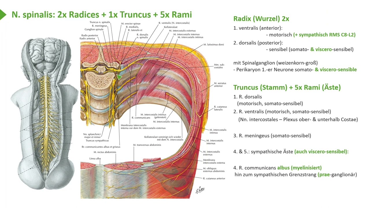 Anatomie I Obere Extremit&auml;t: Nerven - Spinalnerv mit &Auml;sten & Plexus-Bildung I Prof. Dr. med. Wirth