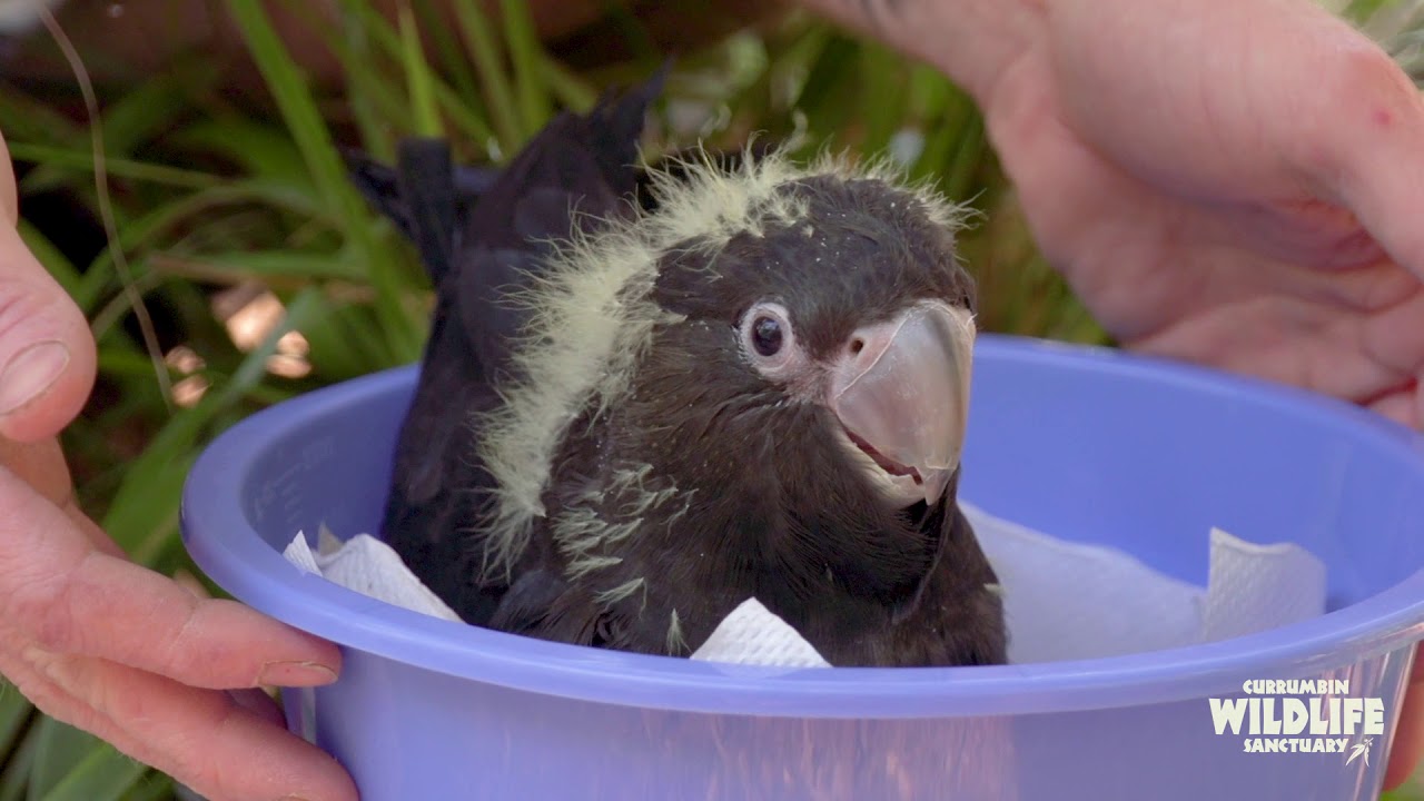 Introducing our Glossy Black-Cockatoo chick!