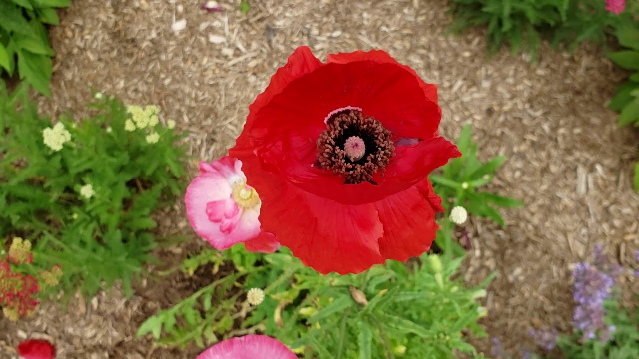 Shirley poppies