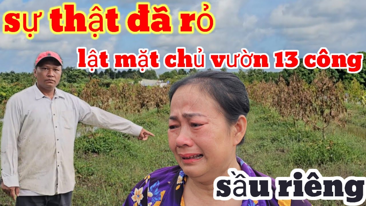 Hế lộ Sự thật động trời..,Lật mặt bà chủ vườn 13 Công Sầu riêng chếtt Bão Lũ số 12
