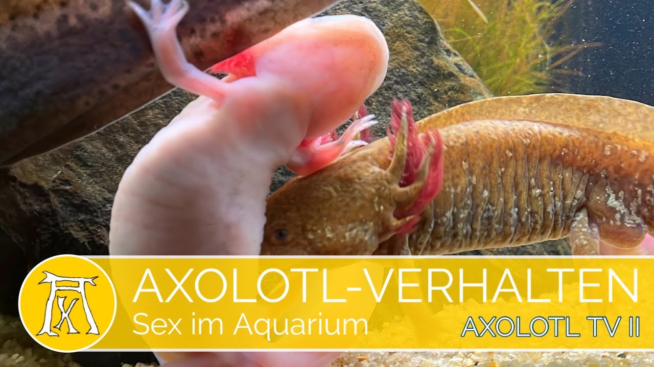 Axolotl Balz: Sex im Axolotl Aquarium