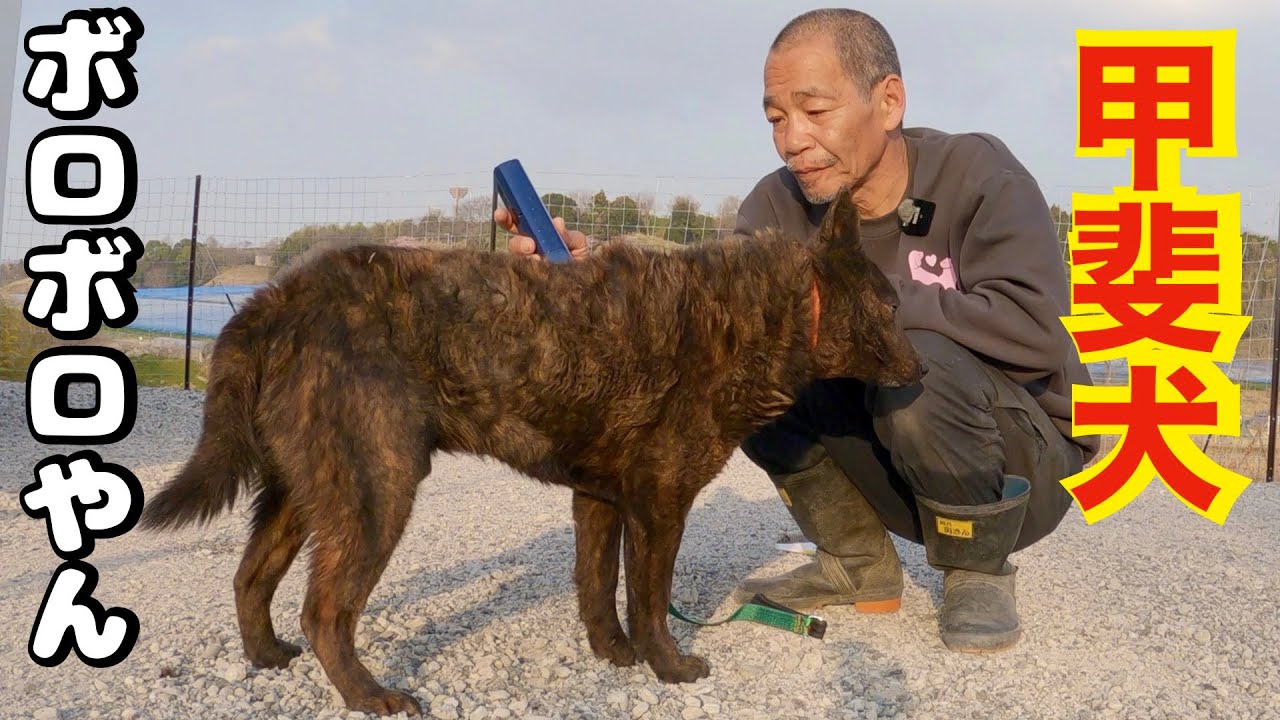 繁殖地獄から来た甲斐犬あまりにも酷い子トリミングして行きます！