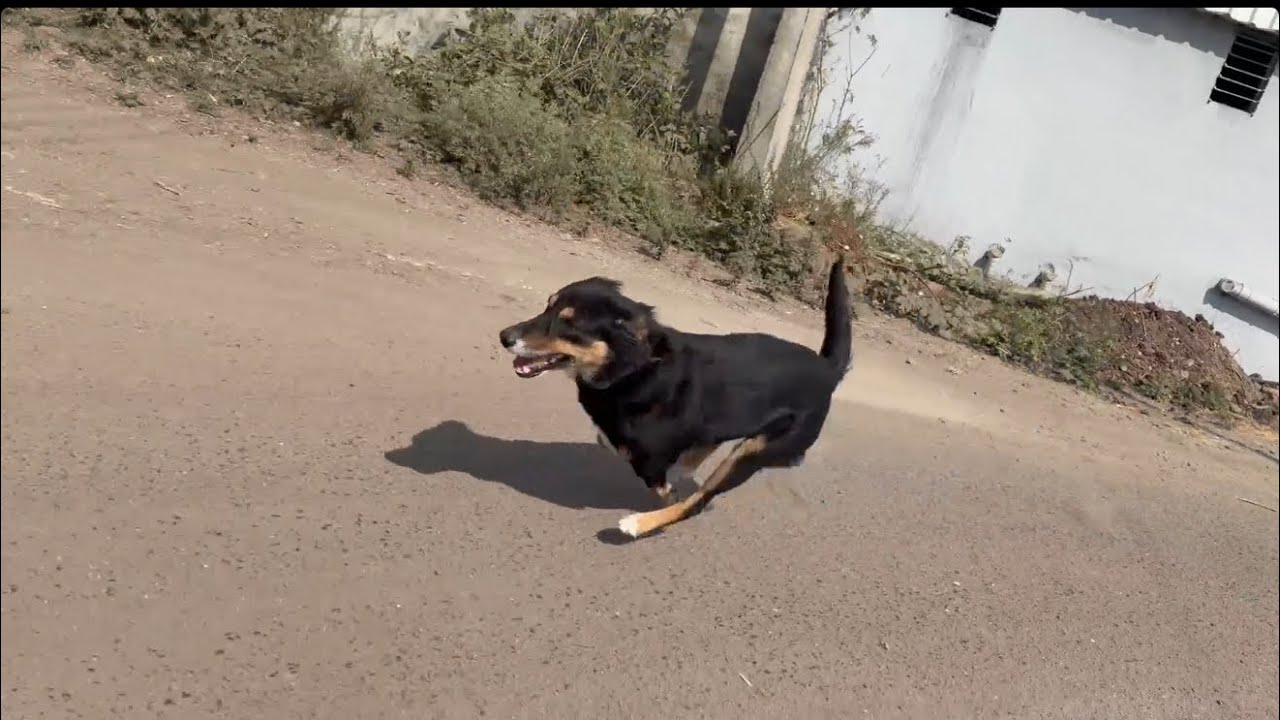 Simba sobat lavli race 💁🏻🤯🏃‍♂️#youtube #cricket #vlog #dailyvlog #vlogger #vlogs #vloglife 