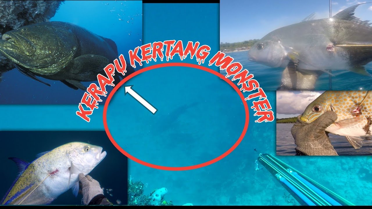 Bertemu Monster kerapu kertang di kedalaman 30m Saat Spearfishing