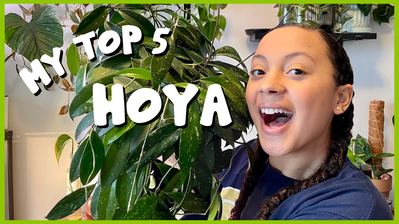 My Top 5 HOYA | Lots of new growth! 🌱