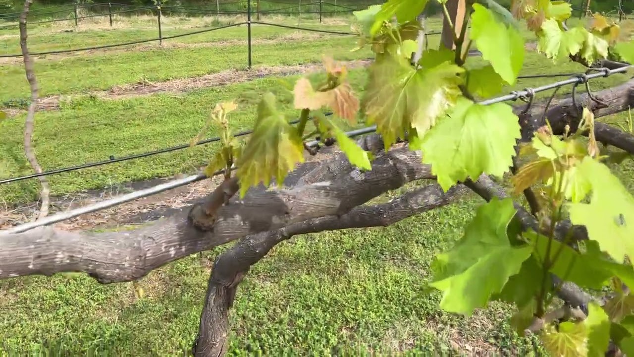 Muscadine Grape Vineyard April 2023 Update