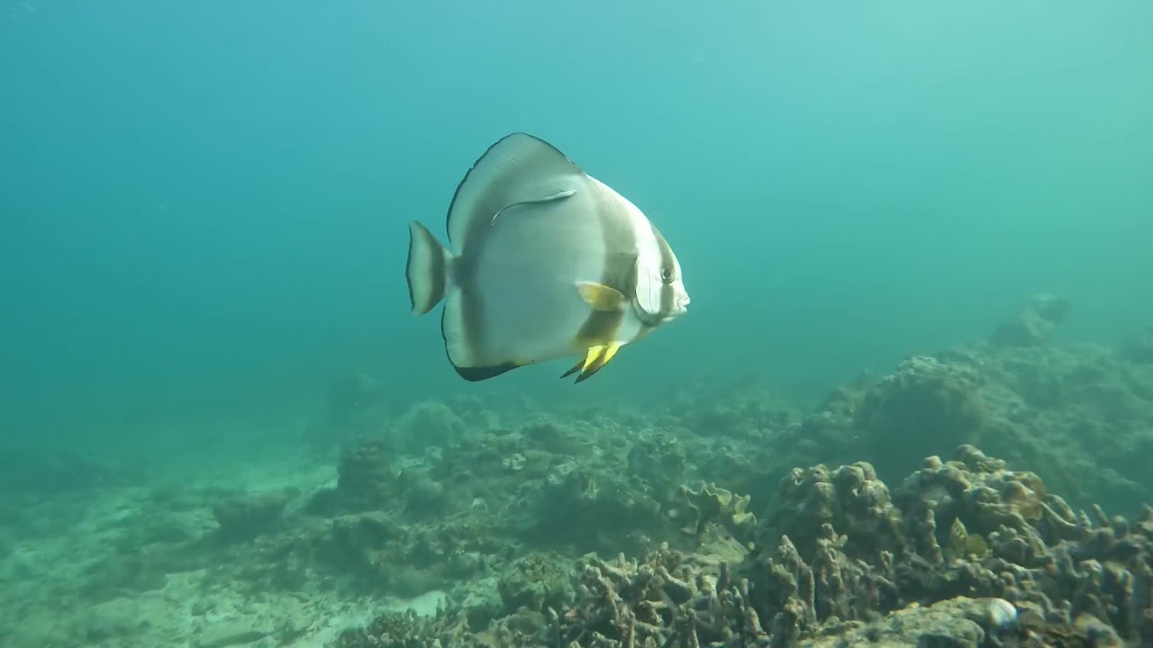 Snorkeling Mahés Seychelles 🇸🇨 10/2021