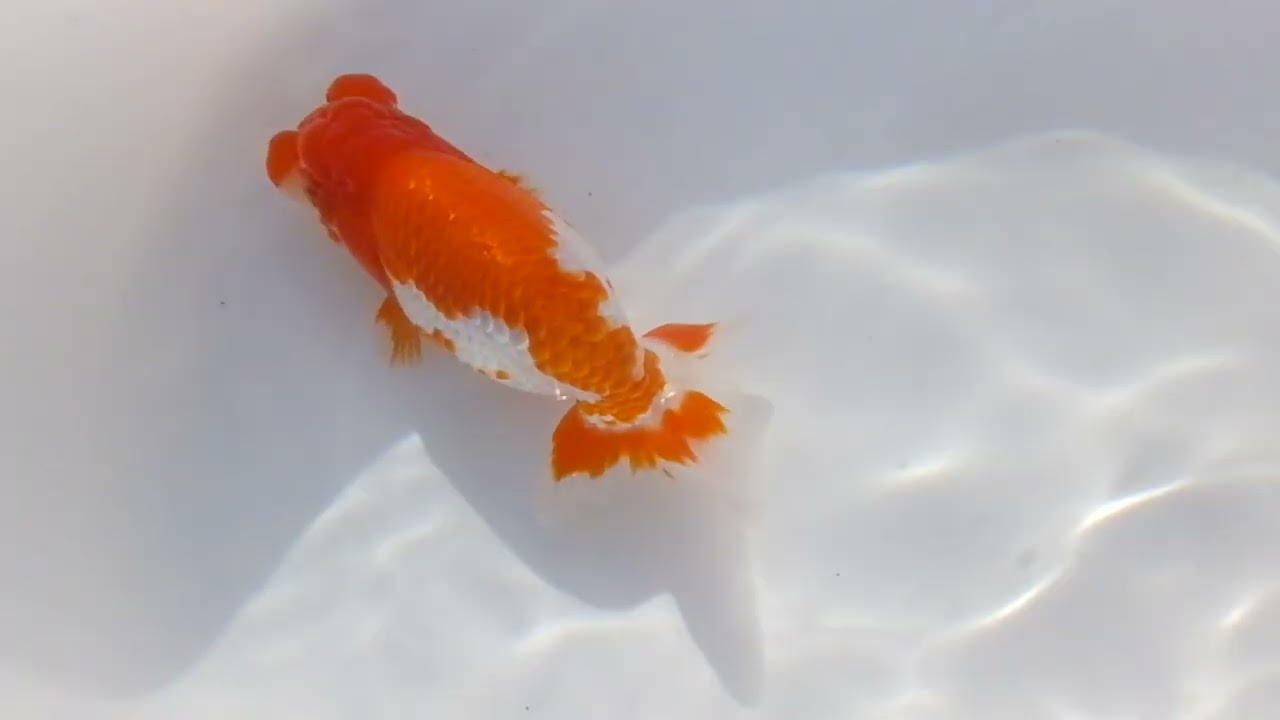DSCF8902
