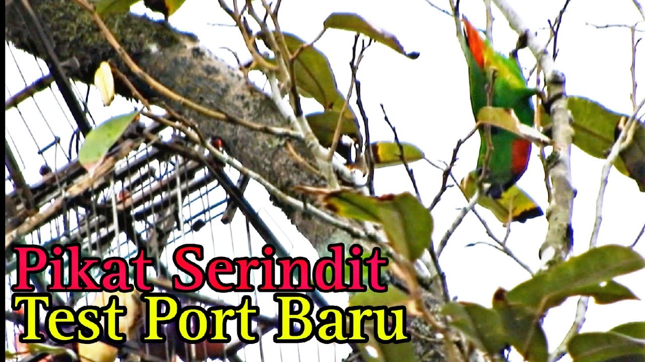 Memikat Serindit || Test Port Baru / Pokok Kering #pikatserindit #birdhunting #serinditgacor