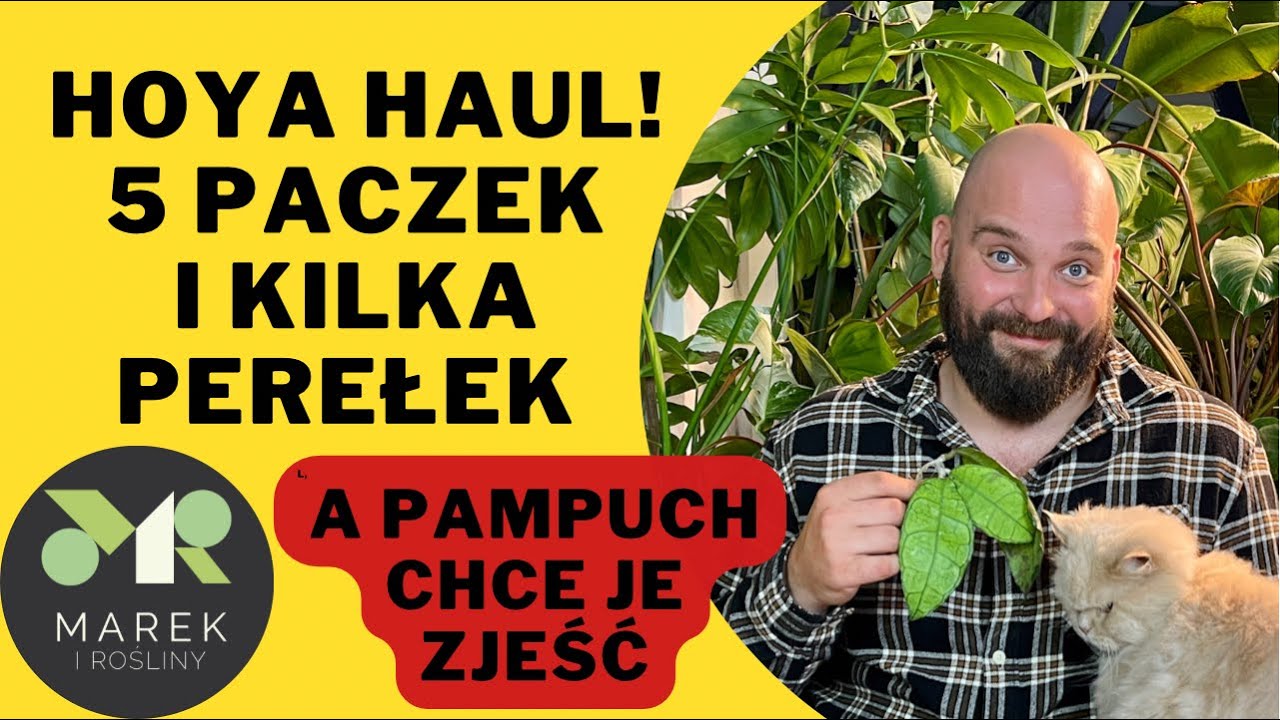 Hoya haul! 5 paczek, dużo hoi i Pampuch, który chce zjeść nową hoję😜
