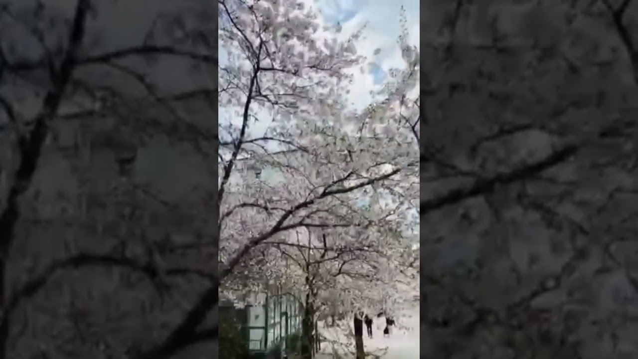 Bunga Sakura Putih Salju 