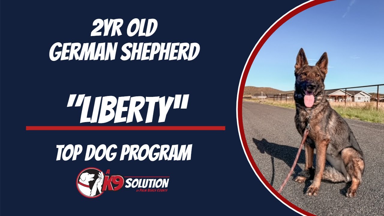 🐶Dog Trainers/Training South Florida & Arizona / German Shepherd 'LIBERTY' 🦮