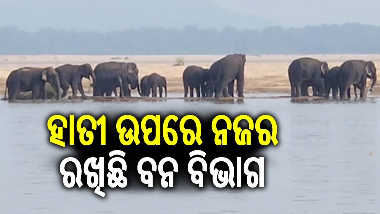 Odisha: Forest department alerts as 17 elephant get trapped in Mahanadi river | Kalinga TV