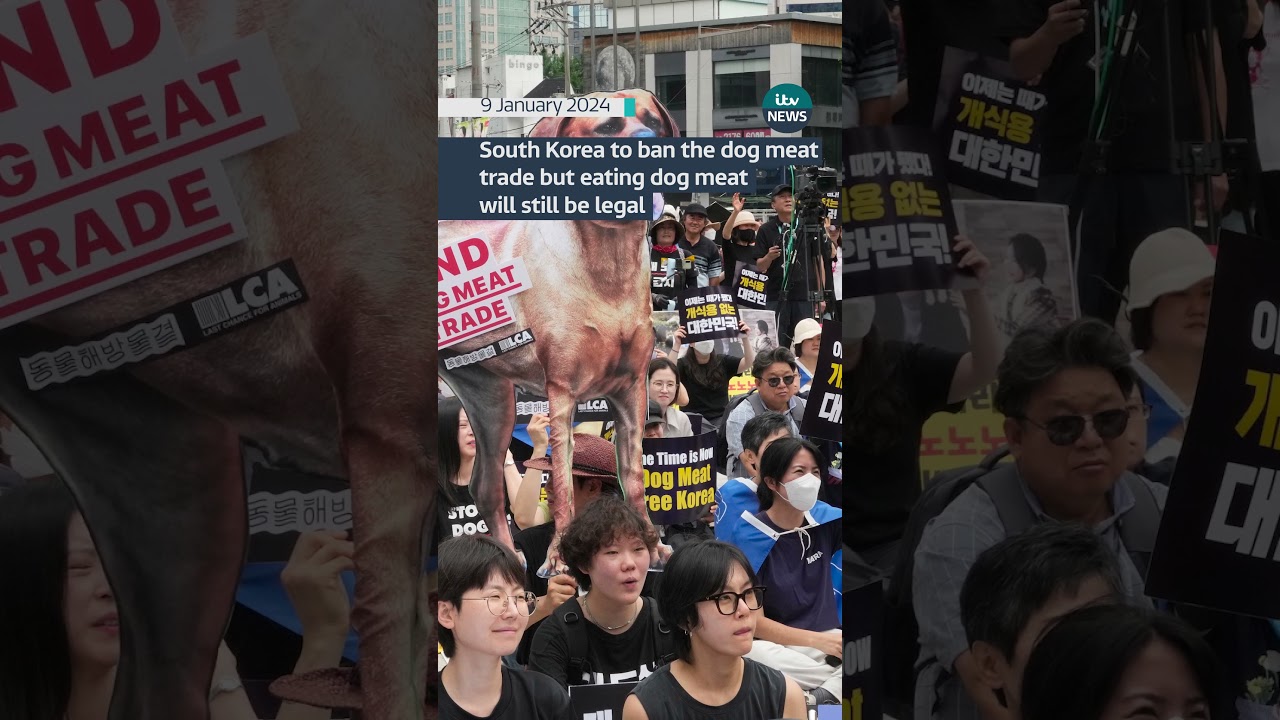South Korea to ban dog meat trade but eating dog meat will still be legal #itvnews #uk #southkorea