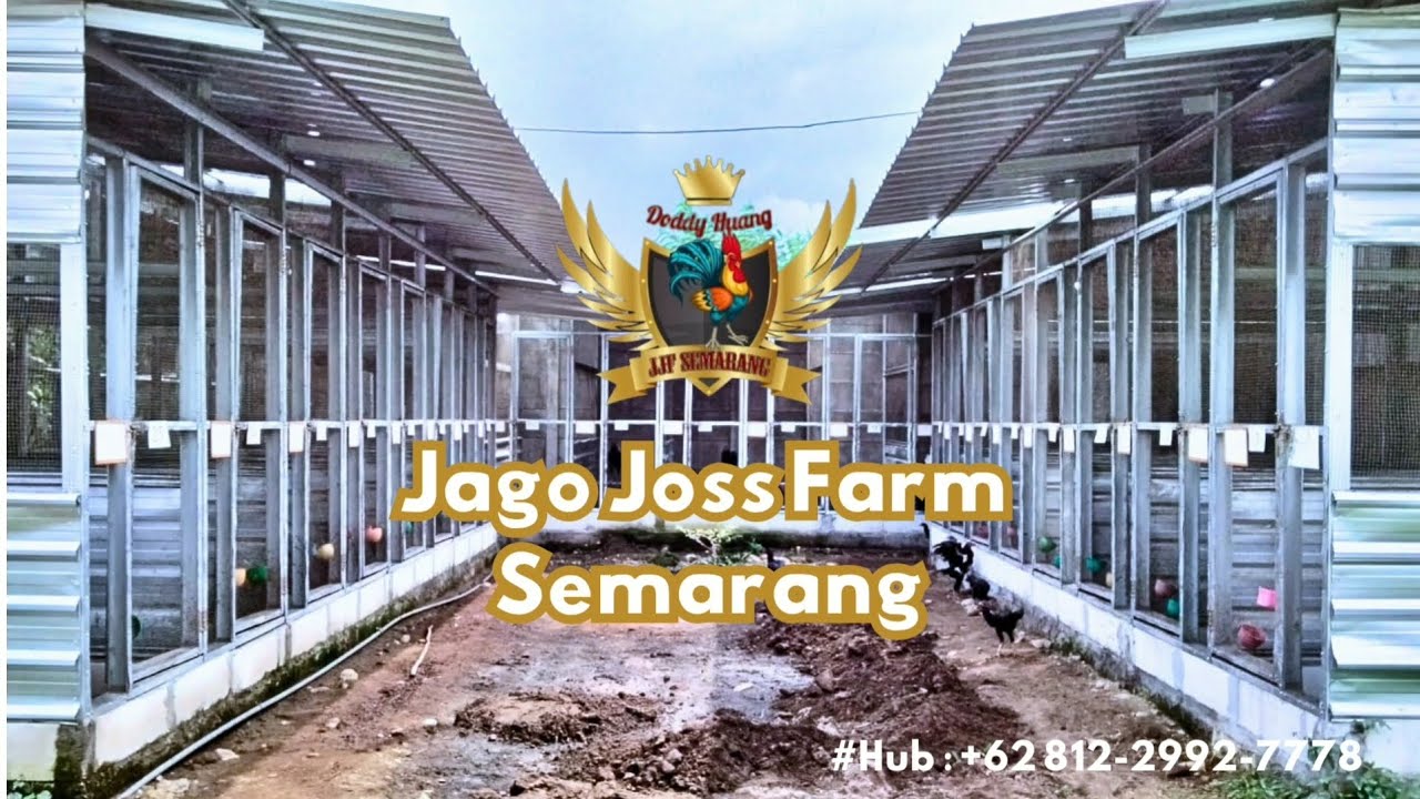 Upd4te K4nd4ng Pembes4ran Di Jago Joss F4rm Sem4r4ng Tahun 2025