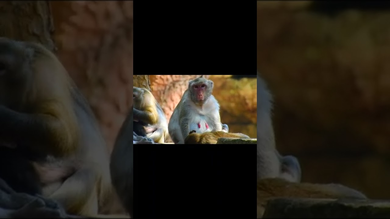 Amber monkeys group
