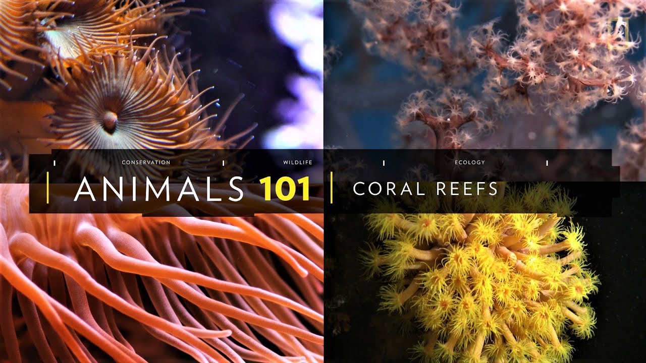 101動物教室：珊瑚礁《國家地理》雜誌