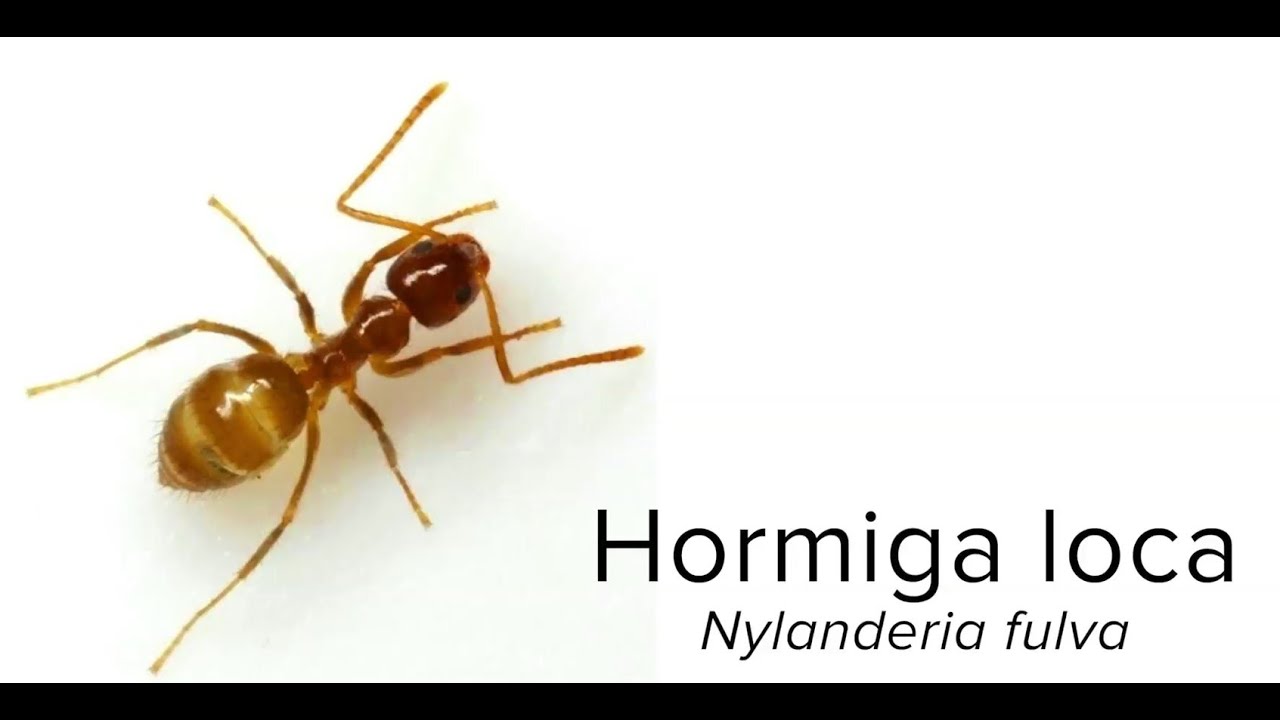 Hormiga loca, 