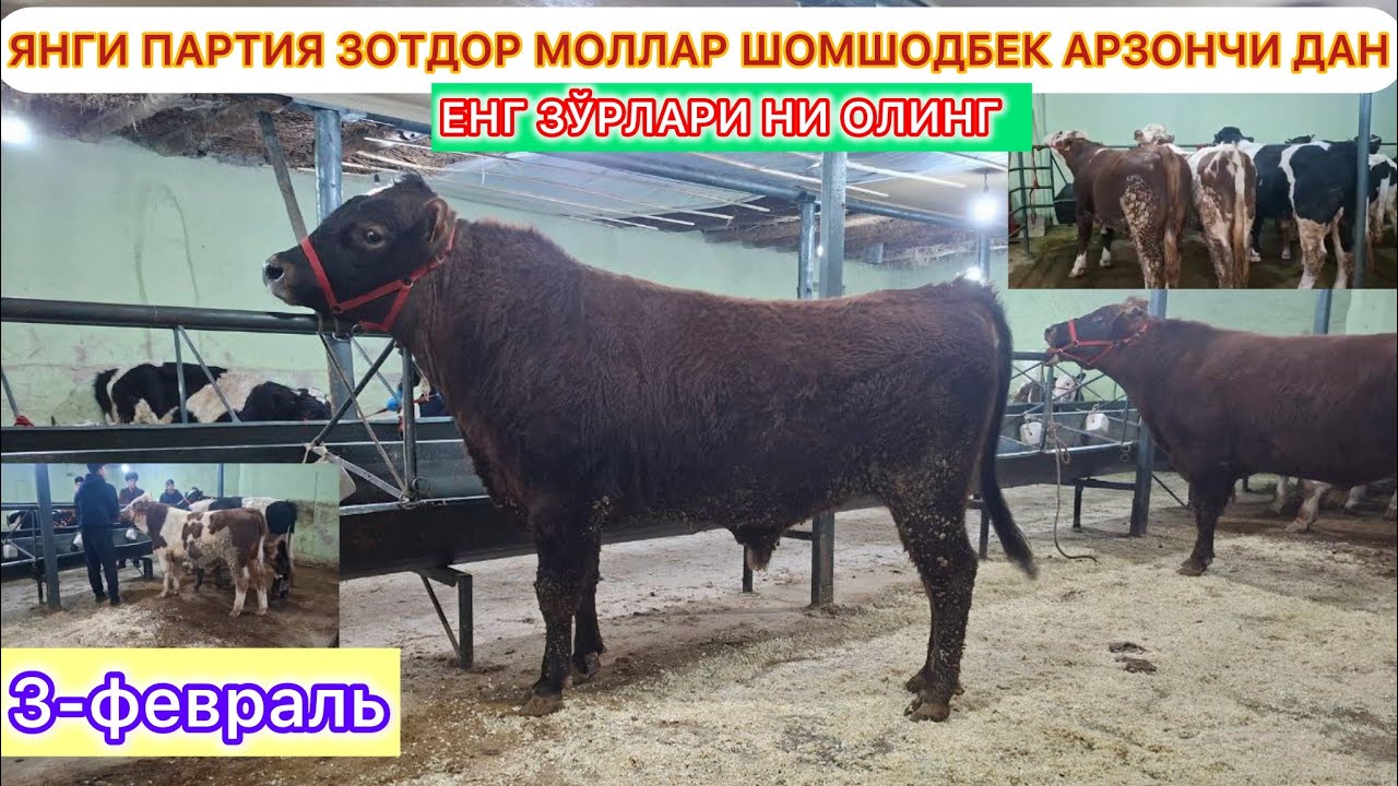 ЯНГИ ПАРТИЯ ЗОТДОР МОЛЛАР ШОМШОДБЕК АРЗОНЧИ ДАН ЕНГ ЗЎРЛАРИ НИ ОЛИНГ 3-февраль 2026 г.