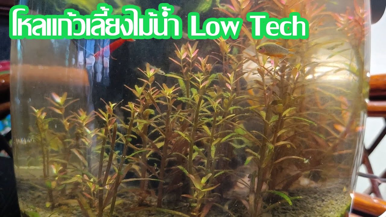 โหลแก้ว เลี้ยงไม้น้ำ Low Tech