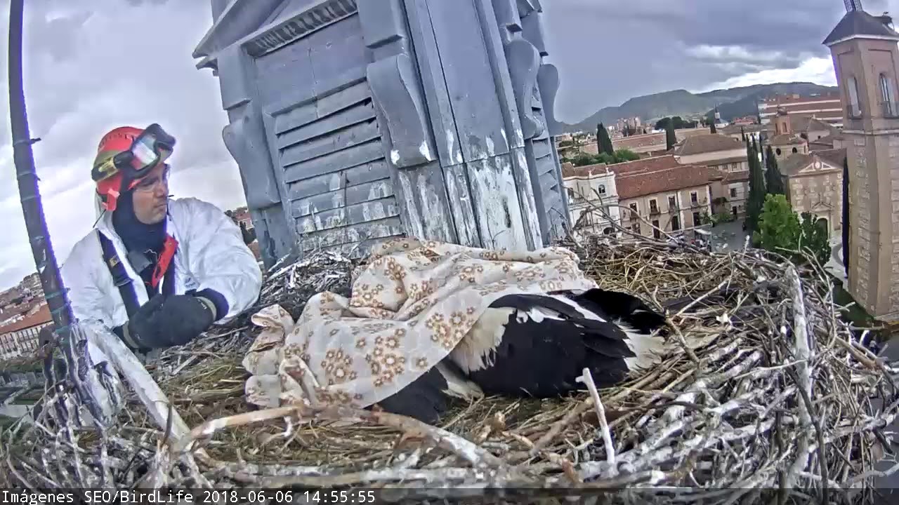 Los bomberos liberan a la cigoñina-Cigüeña blanca - Alcalá de Henares - SEO/BirdLife