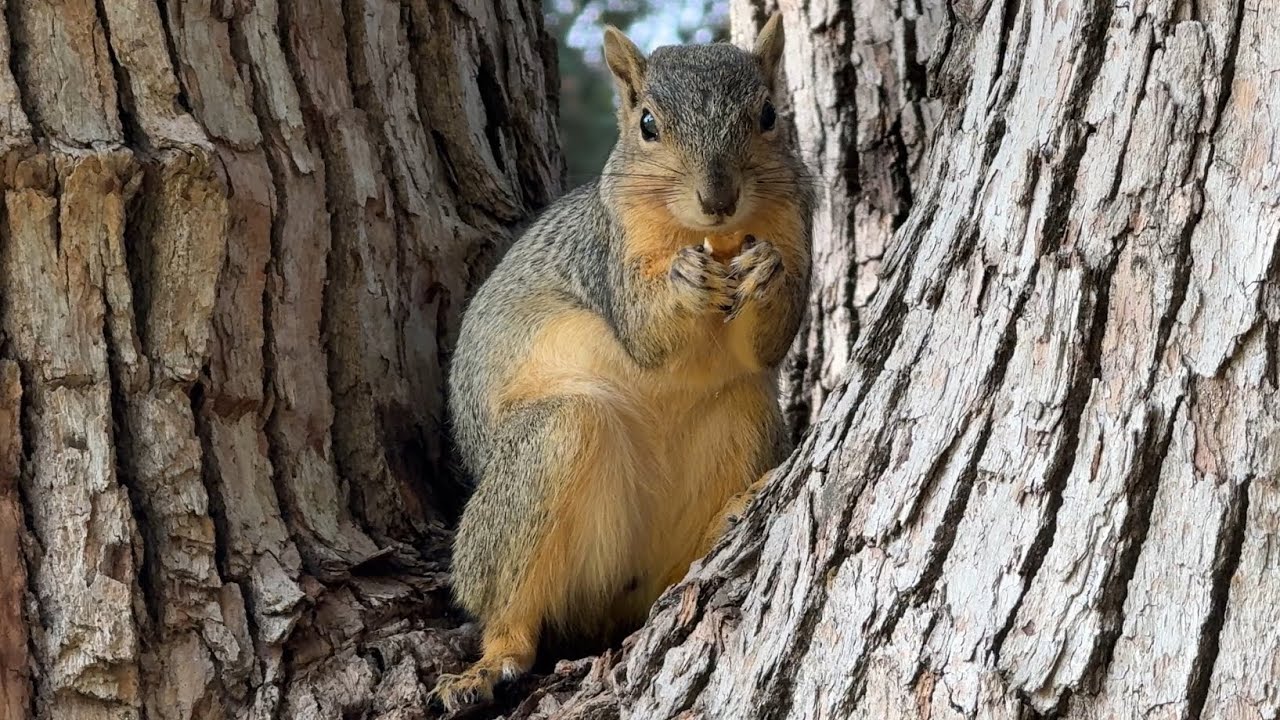 🌟 Meet Stuart | The hungry squirrel