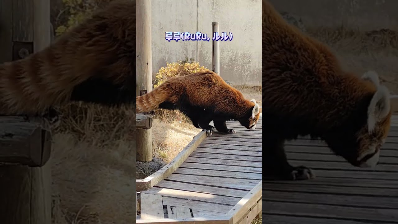 저 혼자 루루의 발소리를 듣고 싶어서 올리는 산책영상