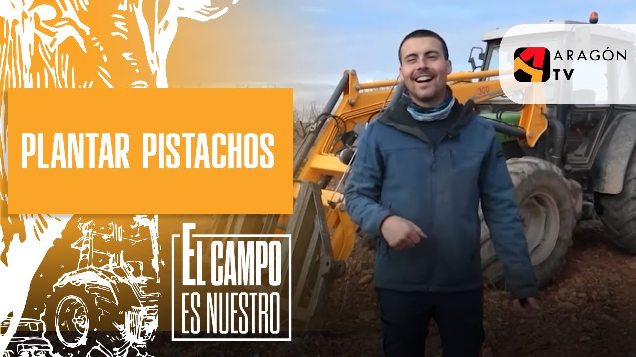 Se va a animar a plantar pistachos por recomendación de su hermana