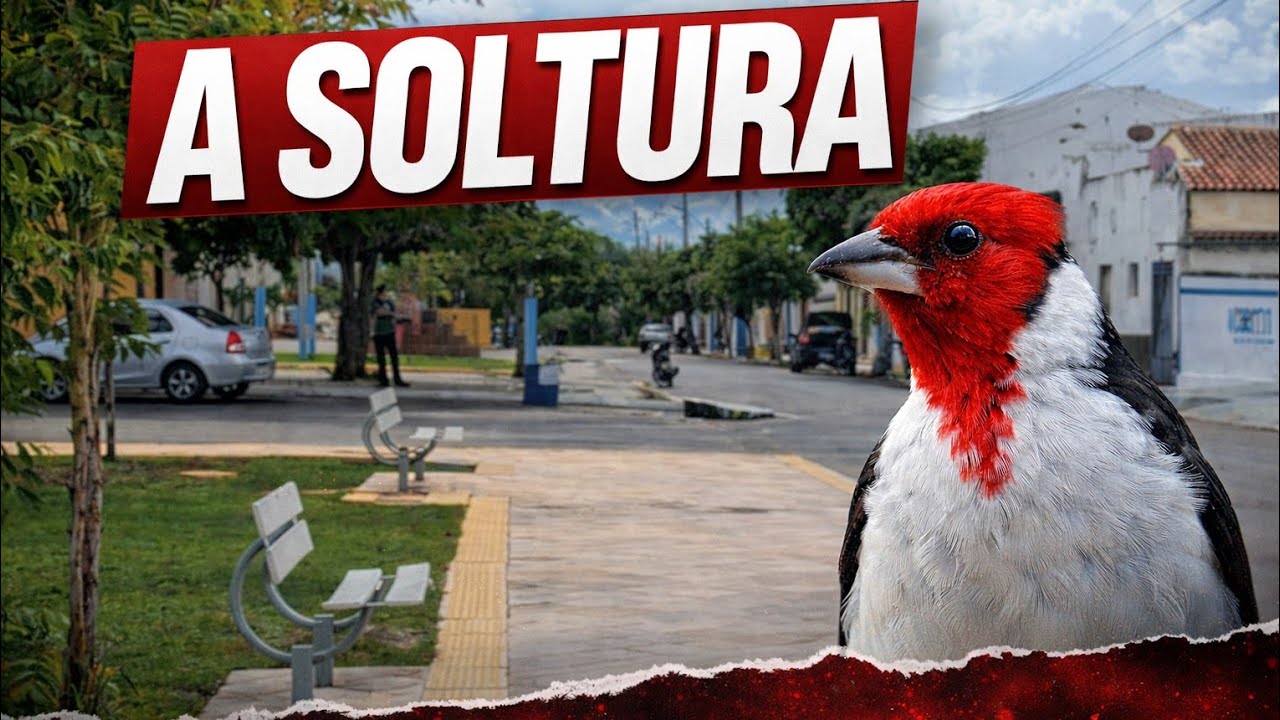 Bora Soltar os Galos de campina? 