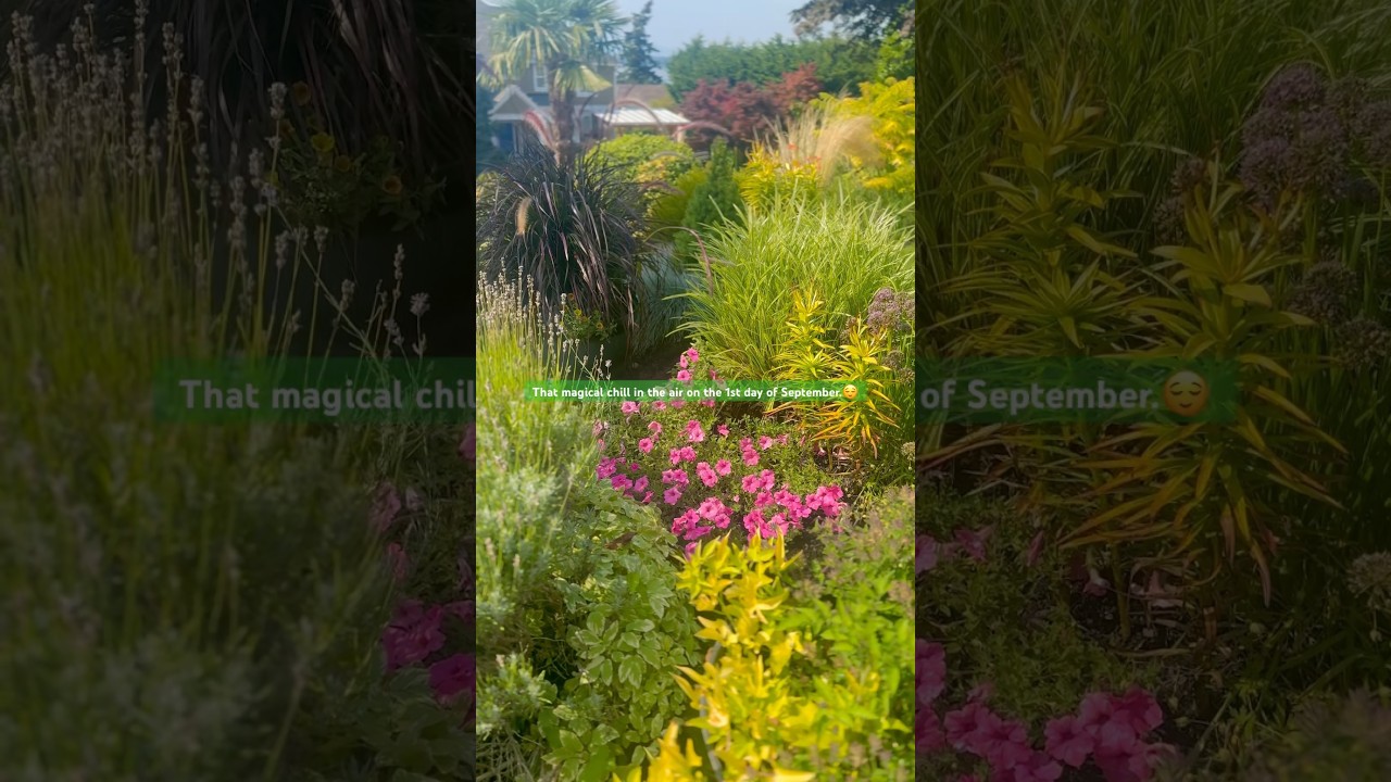 Appreciating the chill in the air on this 1st day of September.😌💜#garden #provenwinners #plants