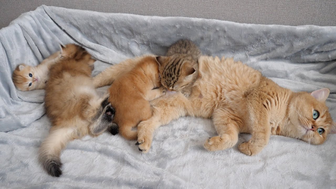 As for the care of kittens Toppo and Pucca, they seem to have adopted a division of labor system...