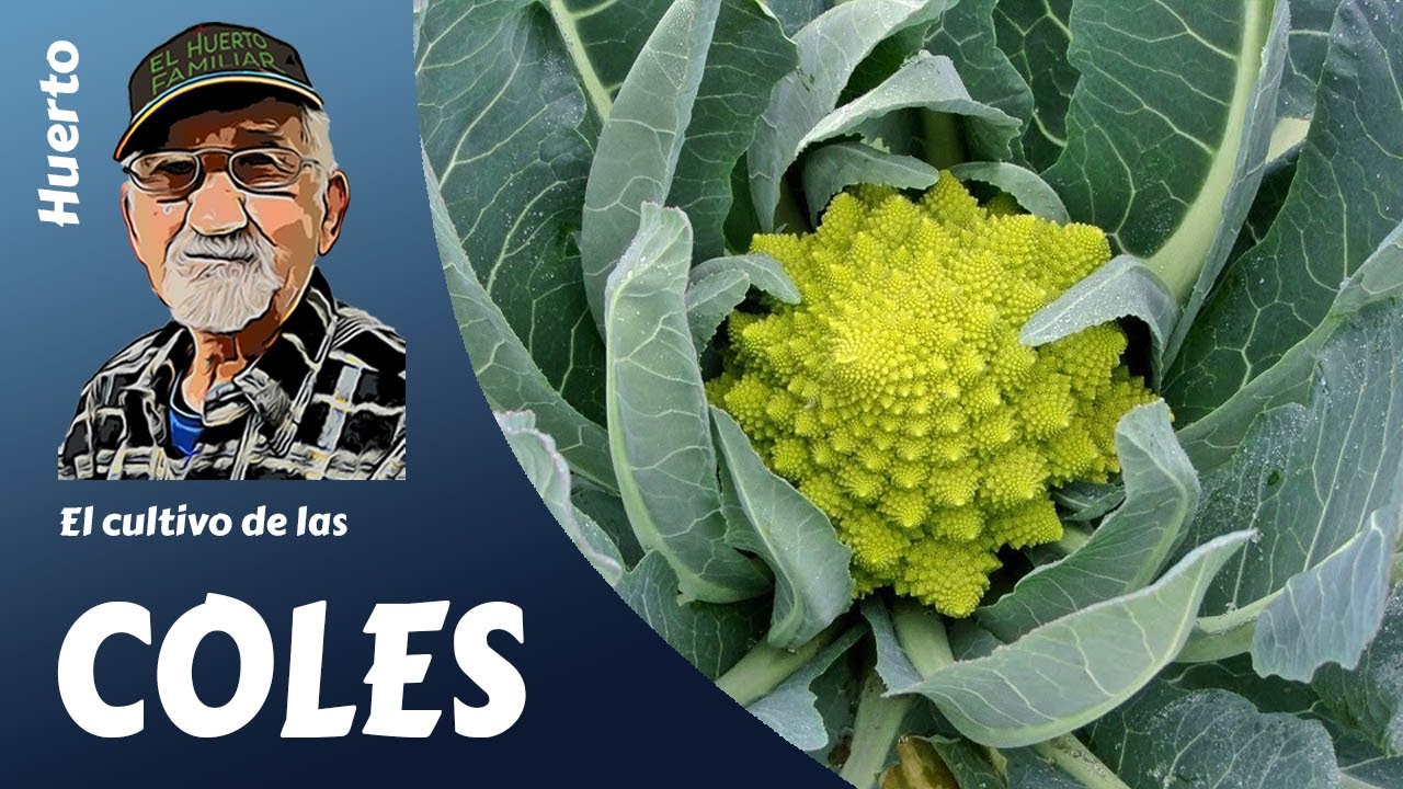 COL: como cultivar fácilmente coles. Cultivo completo
