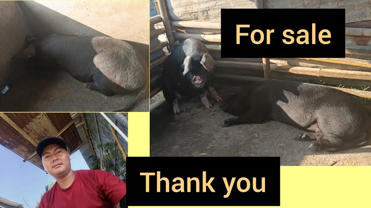 Here's another update about pigs
