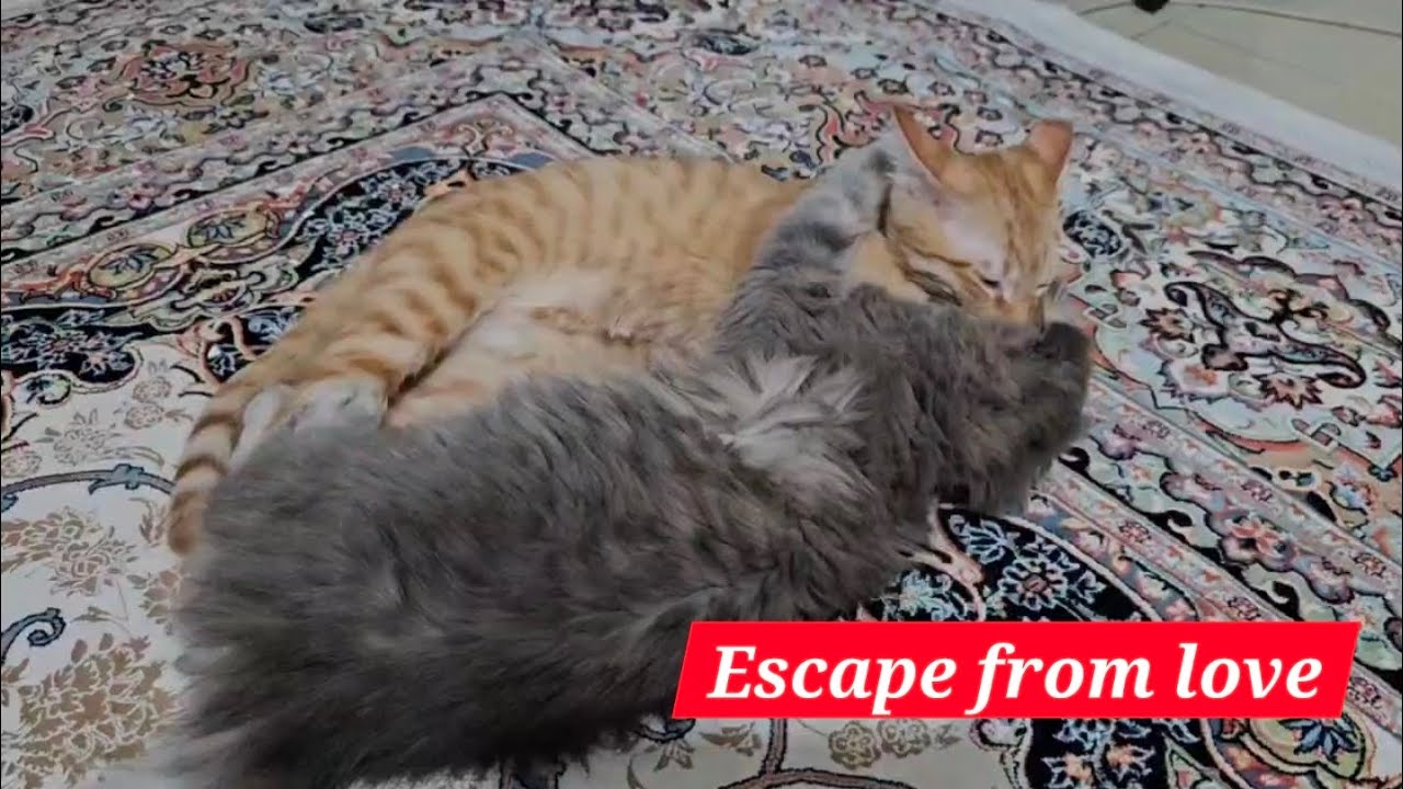 Escape from love : Orange Pino & Kiti