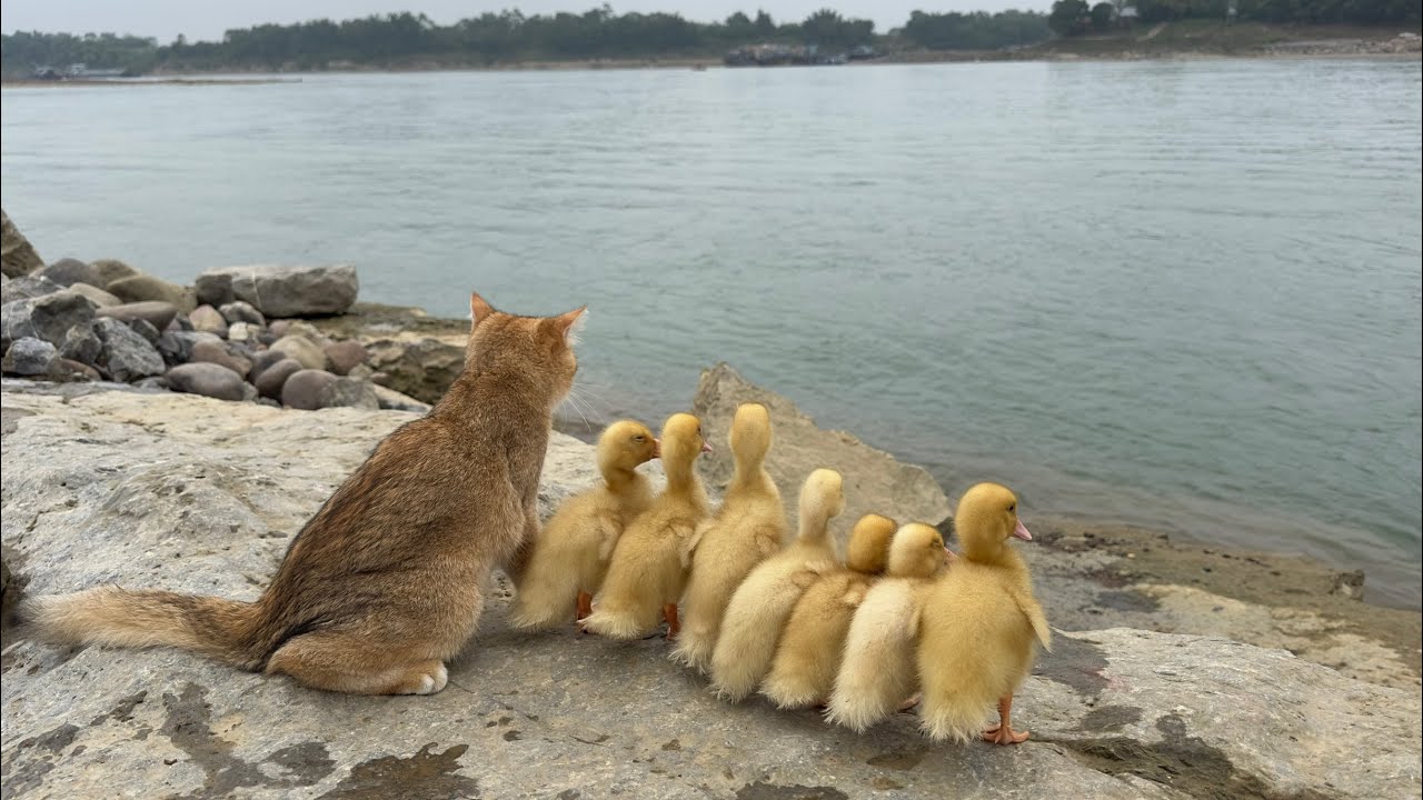 Funny Captain Cat: Leading the ducklings to find treasures, which contain delicious food.So cute