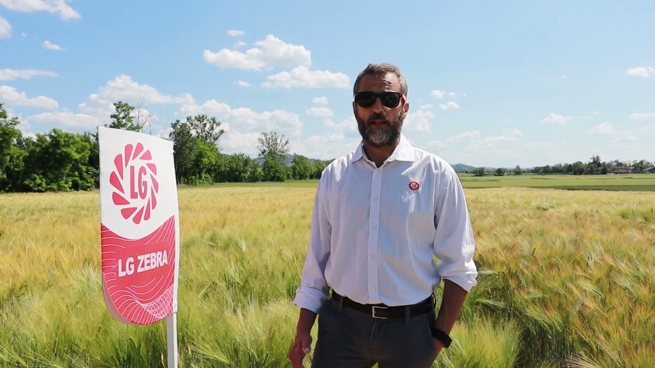 LG SEEDS CEREALI A PAGLIA - LG ZEBRA