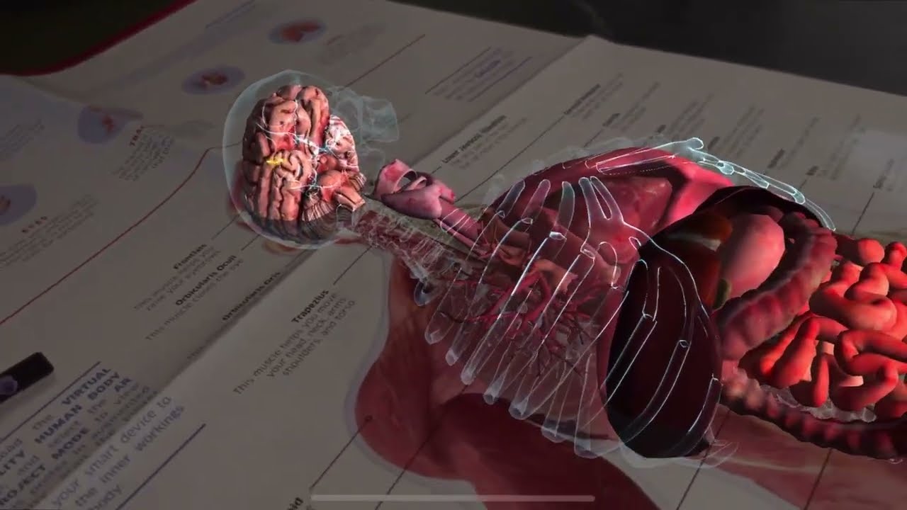 Abacus Virtual Reality Human Body