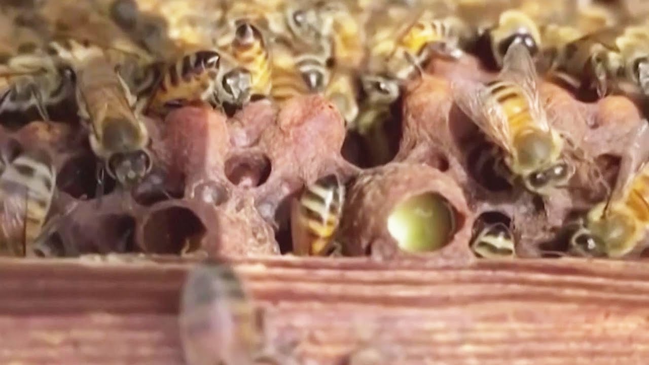 How Bees Can Help Fight Coronavirus