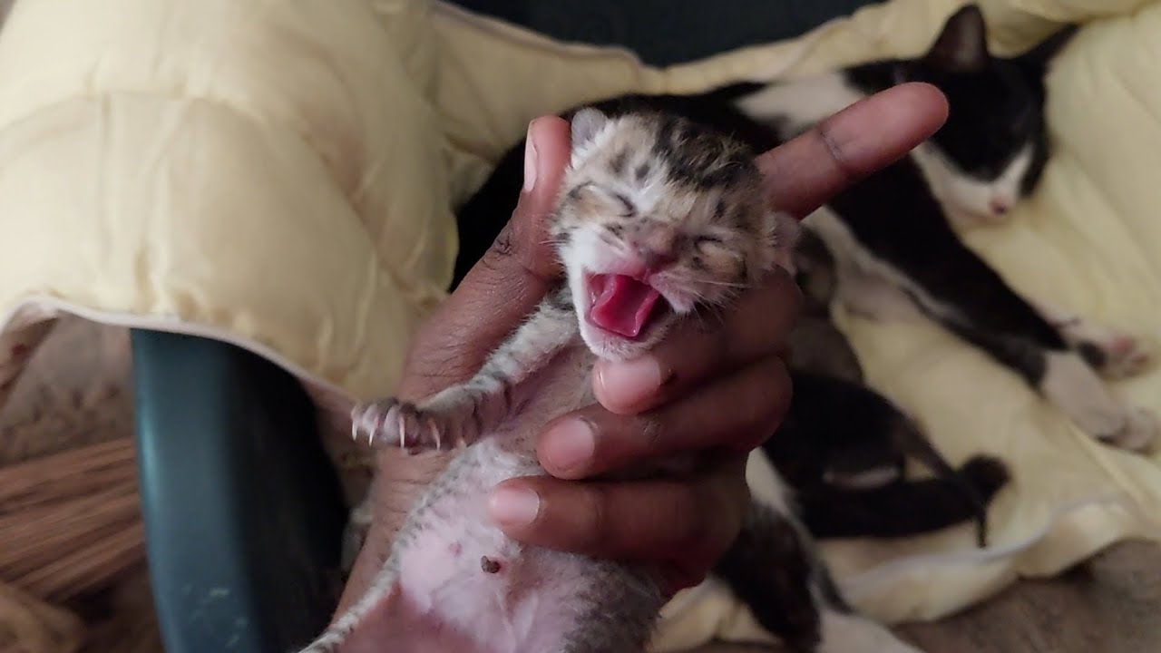 The newborn kittens are very hungry and are drinking milk #catvideo#animals #funnyanimals #cutekitty