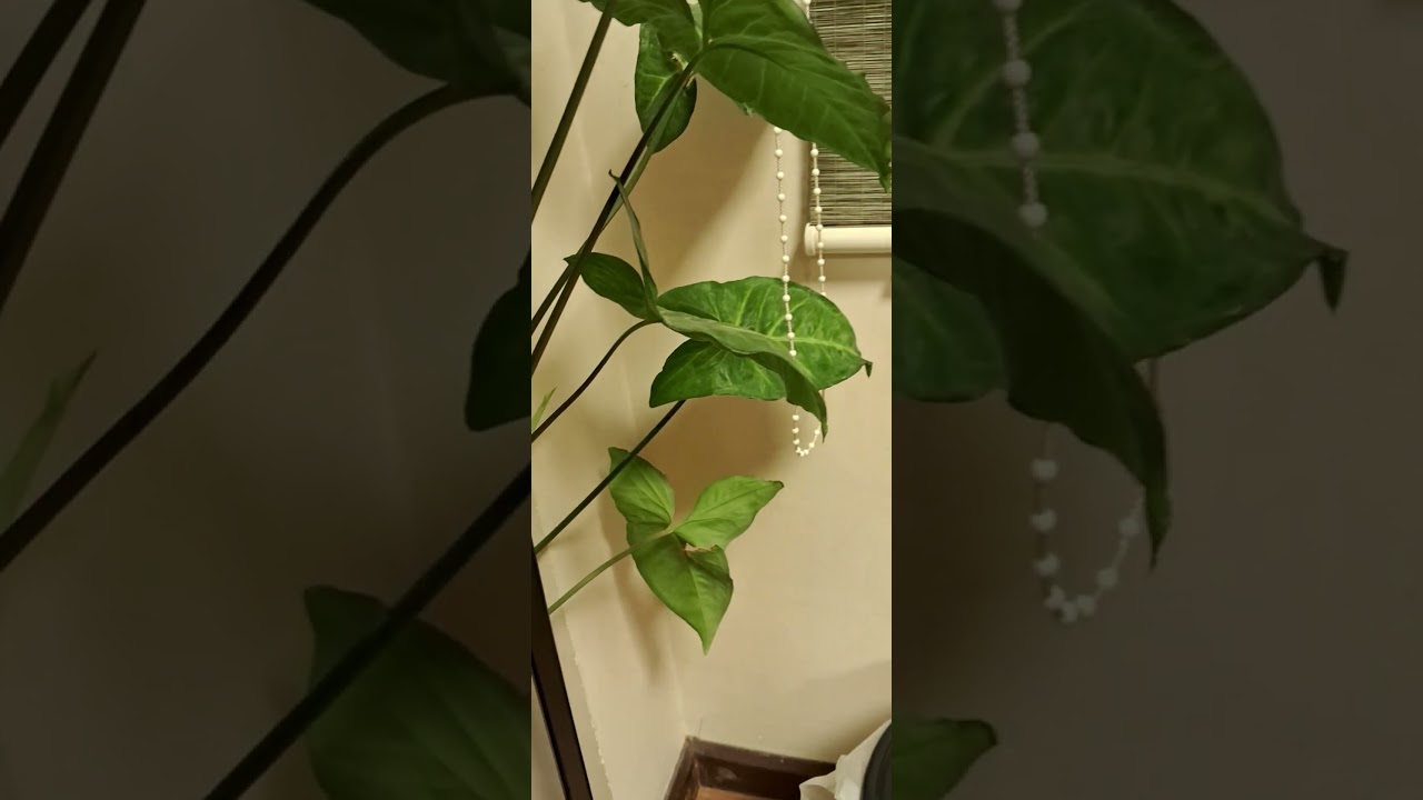 #youtubeshorts #plantsofyoutube #thatssotrue  #gardenparadise #plants #gracieabrams