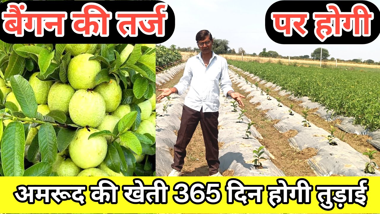 इजराइली अमरूद की खेती नन्हा पौधा अधिक उत्पादन 300 से 400 ग्राम का फल amarood kee khetee ..