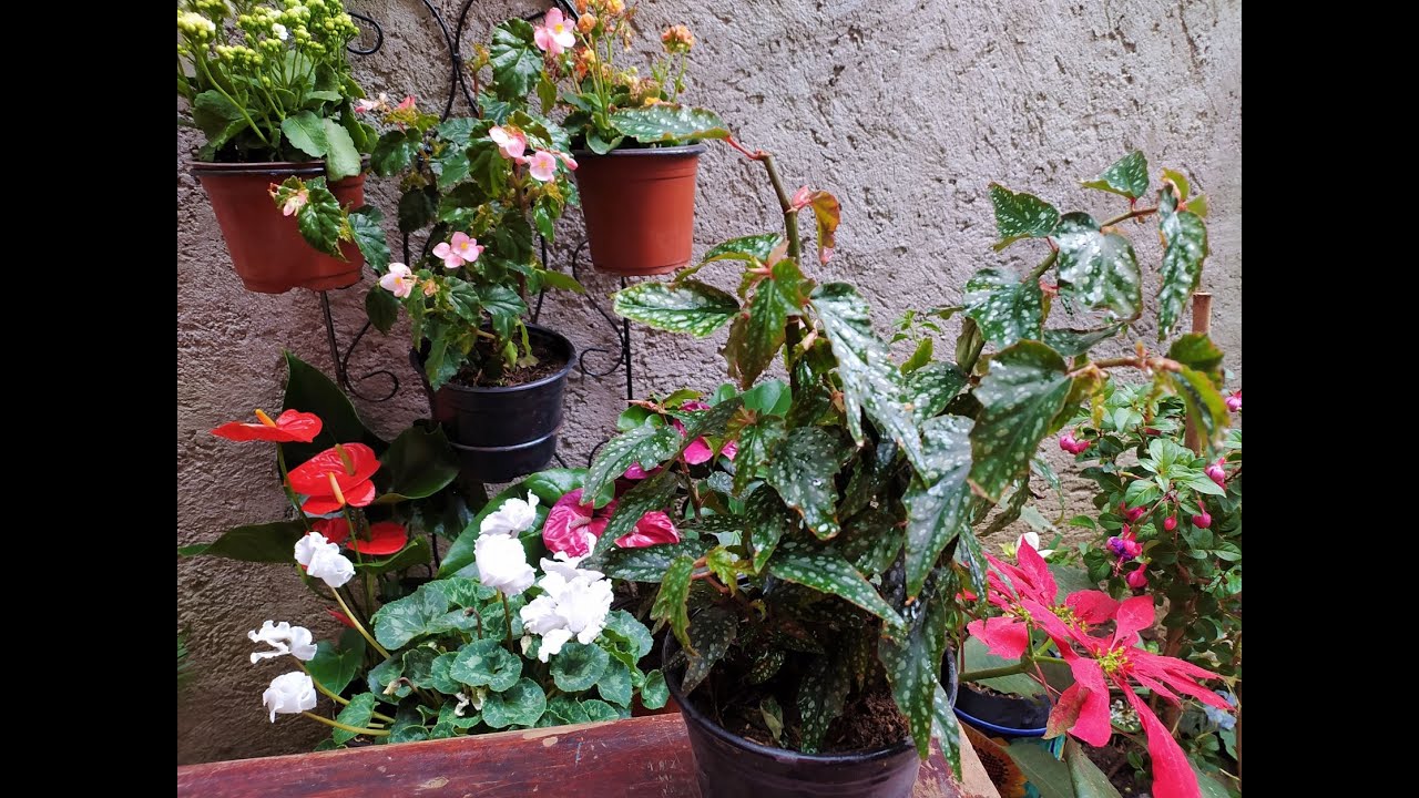 Begonia Albopicta: Mira si es de sol o de sombra.