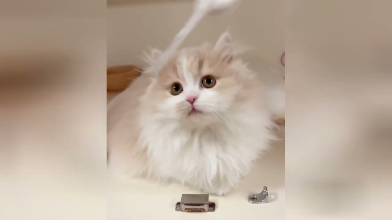 You deserve the happiness that a kitten can bring