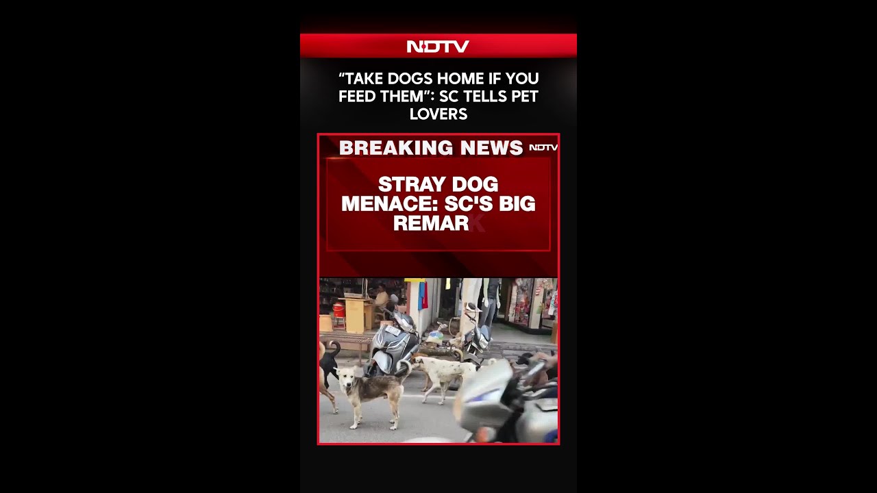 SC On Stray Dogs | “Take Dogs Home If You Feed Them”: Supreme Court Tells Pet Lovers